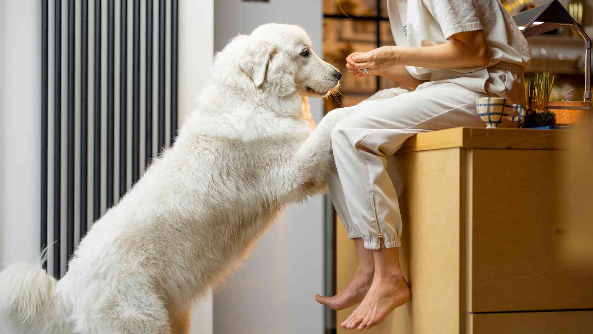 pollo para perros es bueno